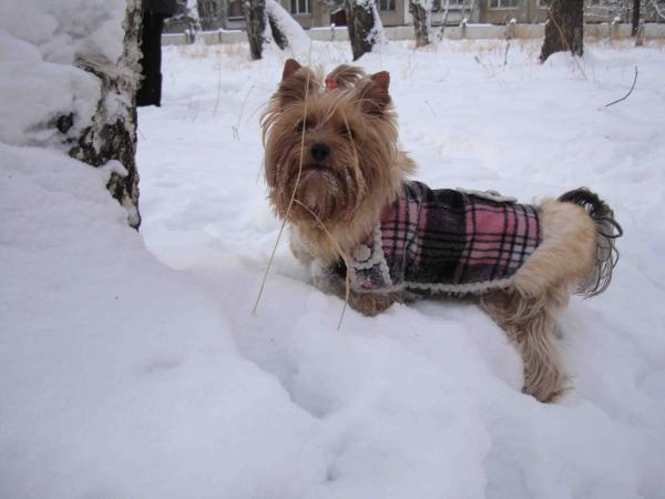 0.35101400 1307619649.jpg