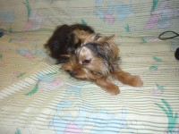 Фанта задумалась.JPG