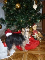 Фанта под елочкой.JPG