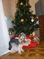 Беби под елочкой.JPG