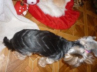 Беби елочка.JPG