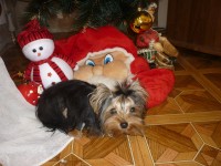 Фантазия Василиска.JPG