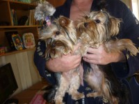 Беби и Фанта.JPG